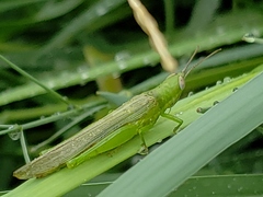 Stenacris vitreipennis