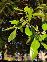 Quercus ilex