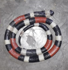 Micrurus laticollaris