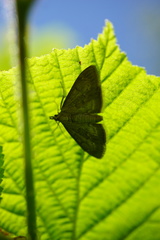 Anania fuscalis