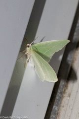 Nemoria rubrifrontaria