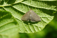 Anania fuscalis