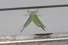 Nemoria rubrifrontaria