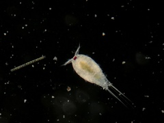 Neocopepoda