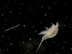Neocopepoda