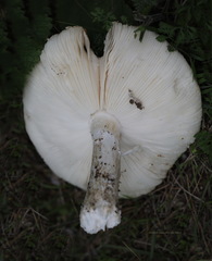 Amanita strobiliformis