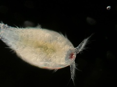 Neocopepoda