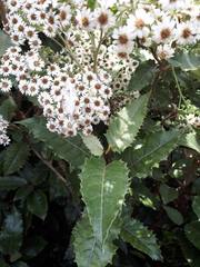Olearia × macrodonta