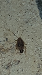 Ectobius lapponicus