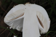 Amanita strobiliformis