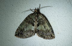 Hydriomena transfigurata