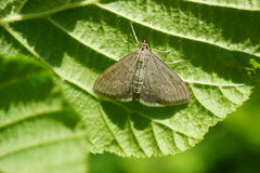 Anania fuscalis