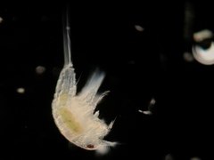 Neocopepoda