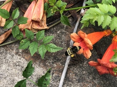 Bombus pensylvanicus