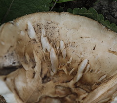 Amanita strobiliformis