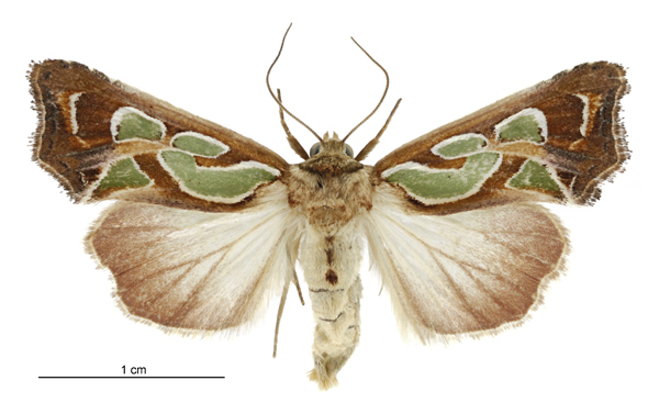 Green-blotched Moth