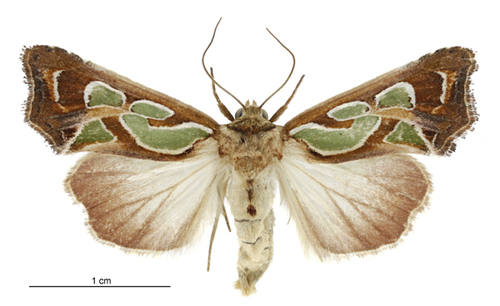 Green-blotched Moth