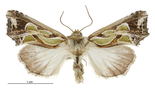 Green-blotched Moth