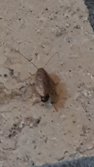 Ectobius lapponicus