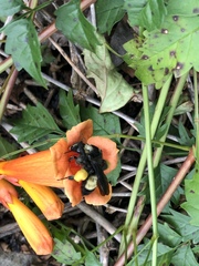 Bombus pensylvanicus