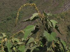 Croton gossypiifolius