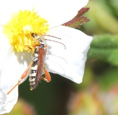 Stenopterus mauritanicus