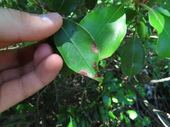 Diaporthe kalmiae
