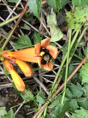 Bombus pensylvanicus