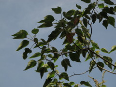 Croton gossypiifolius