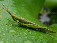 Stenacris vitreipennis