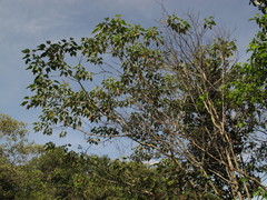Croton gossypiifolius