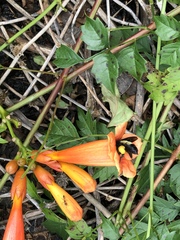 Bombus pensylvanicus