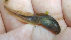 Rana huanrensis