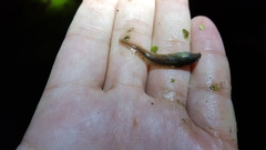 Rana huanrensis