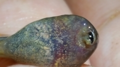 Rana huanrensis