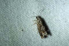 Gretchena delicatana