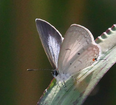 Eicochrysops hippocrates