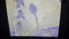 Pelophylax nigromaculatus