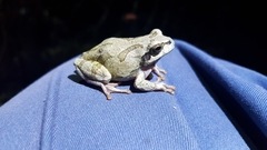 Hyla japonica