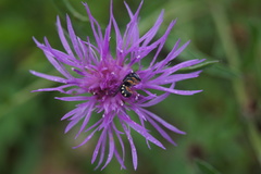 Pseudoanthidium nanum