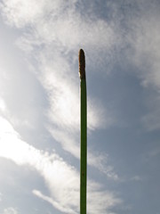 Eleocharis elegans
