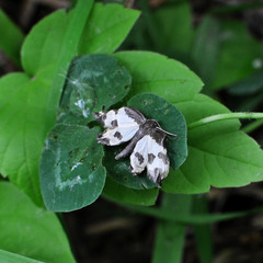 Lomaspilis marginata