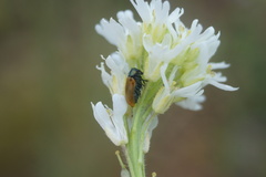 Labidostomis