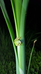 Hyla japonica