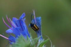 Cryptocephalus vittatus