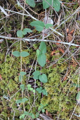 Lonicera hispidula