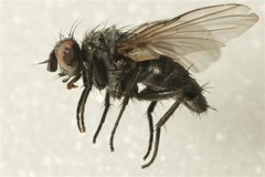 Phytomyptera cingulata