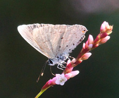 Eicochrysops hippocrates