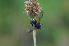 Pseudoanthidium nanum