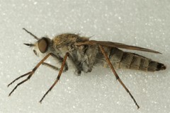 Thereva unica